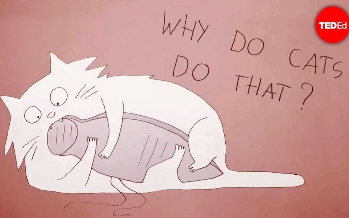 【TED科普动画】为什么喵星人的行为如此奇怪（Why do cats act so weird）中英文字幕