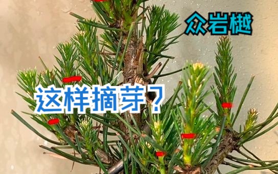 众岩樾:这样摘芽操作适合吗?三河黑松育成篇哔哩哔哩bilibili