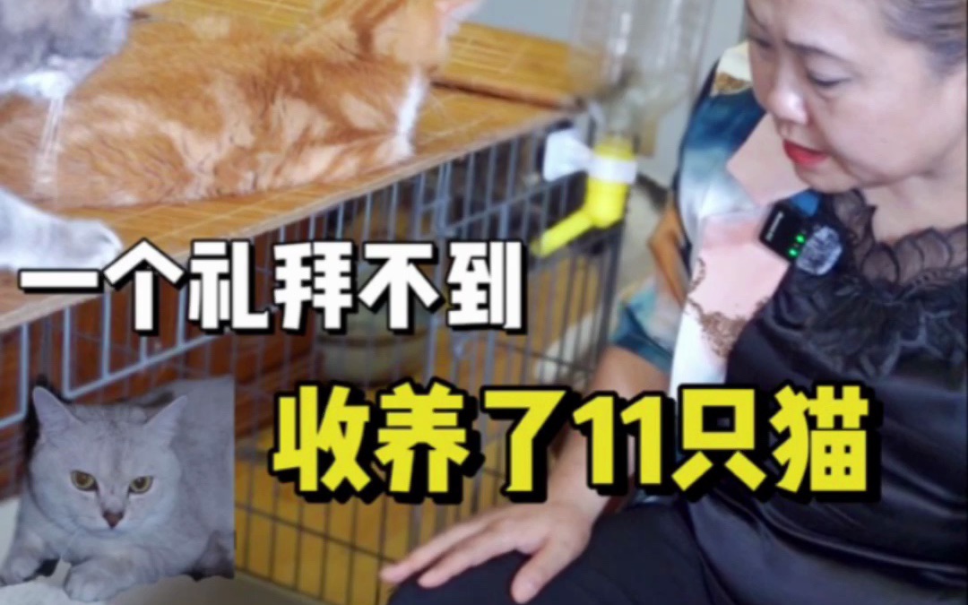 这一周收养了11只流浪猫哔哩哔哩bilibili