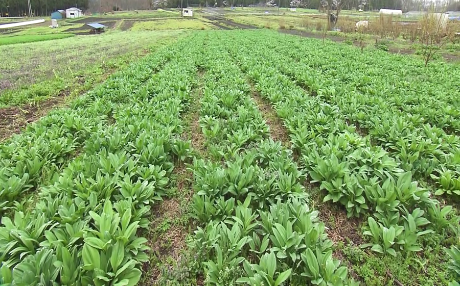 野菜变家养,8年一采收??哔哩哔哩bilibili