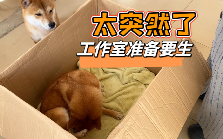 母柴犬生产来的太突然,工作室拿一个纸箱子临时接生了哔哩哔哩bilibili