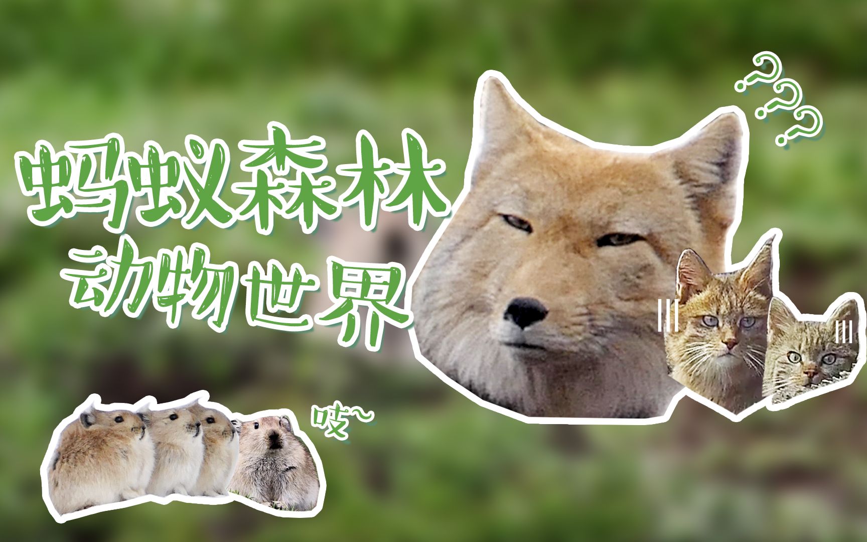 蚂蚁森林动物世界高萌预警藏狐荒漠猫组团出道