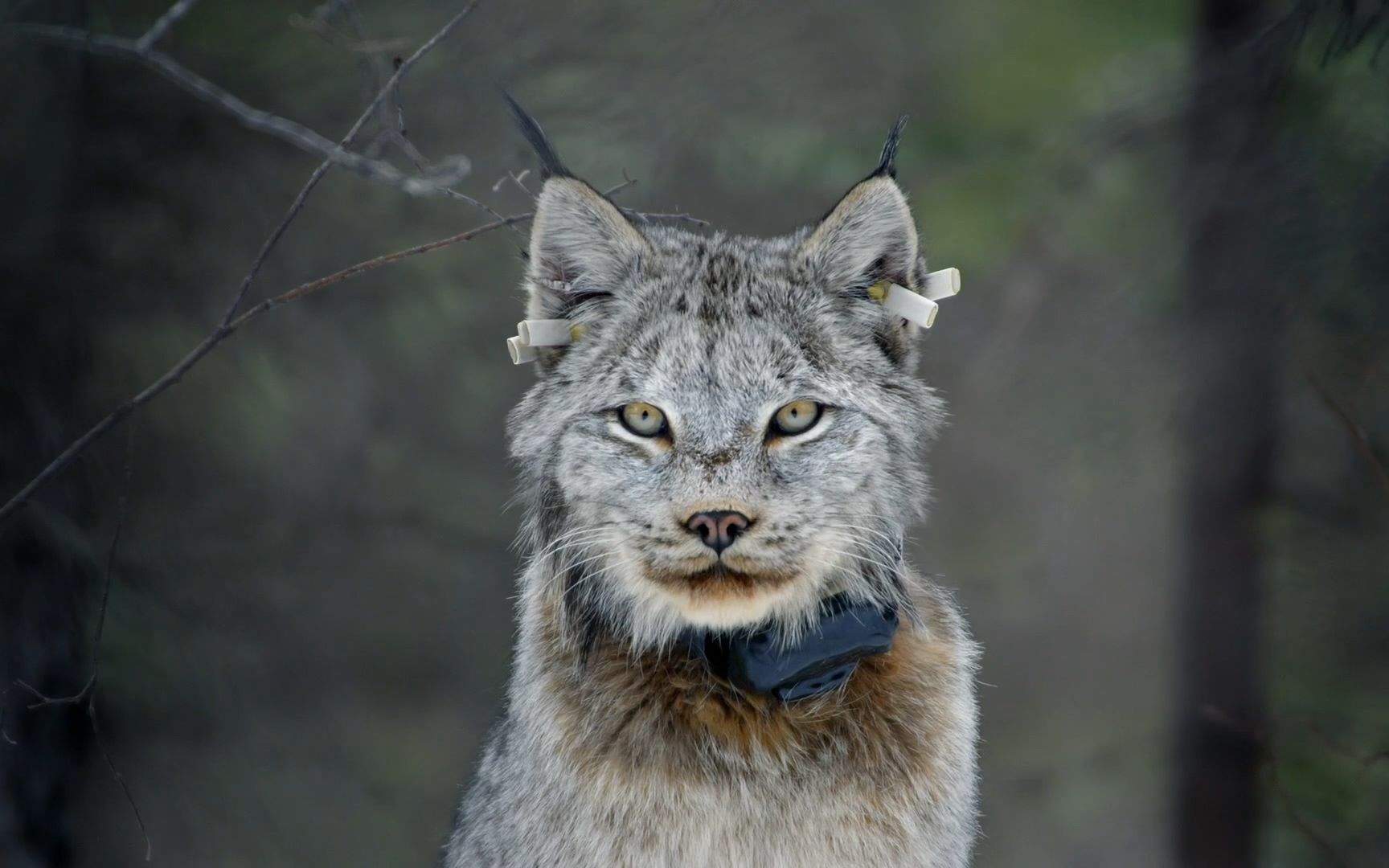bbc纪录片《big cats》加拿大猞猁节选