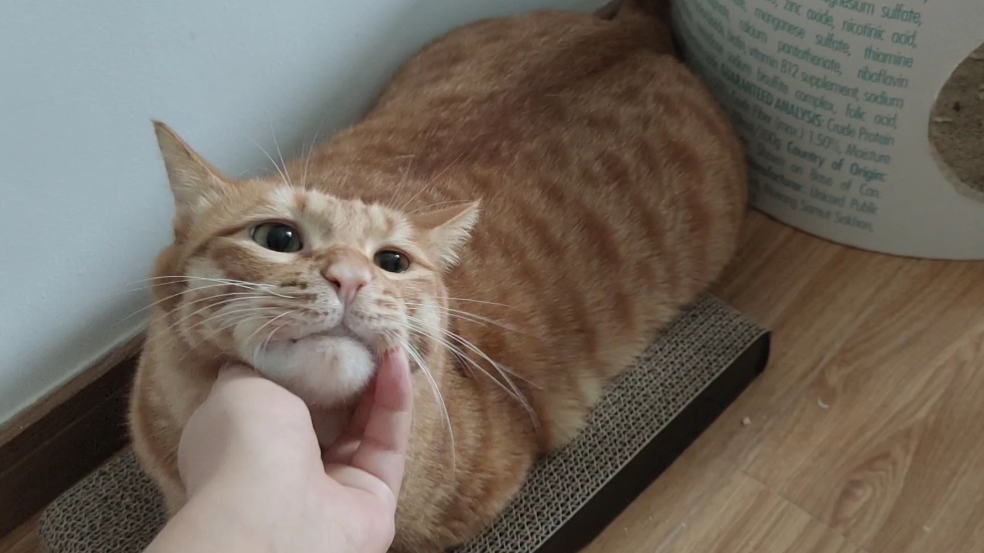 抓抓抓,小猫咪就要挠板子