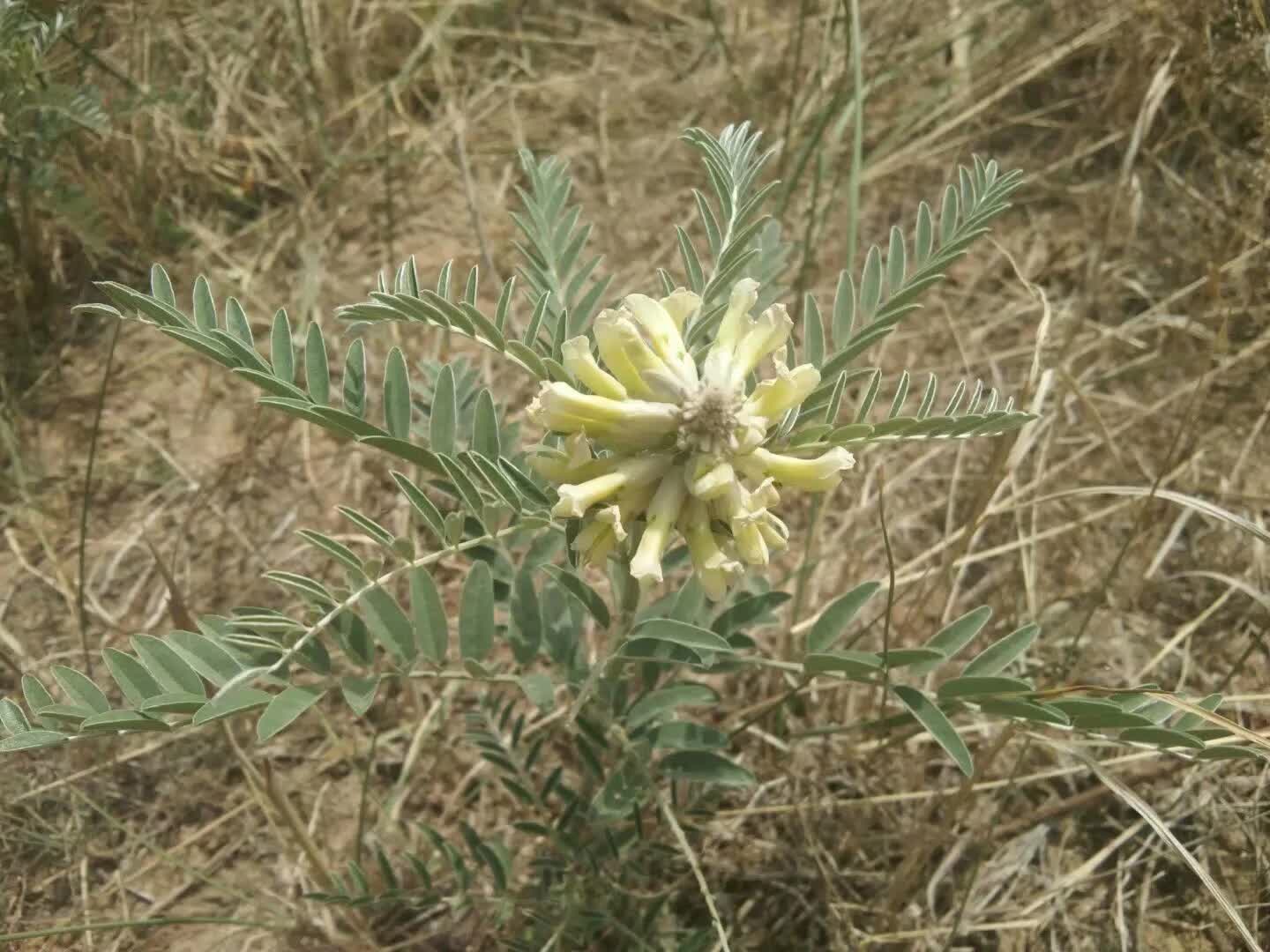 沙地植物哔哩哔哩bilibili