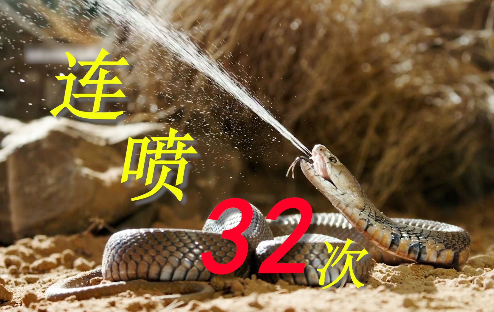 一条能够连续喷毒32次的眼镜蛇!