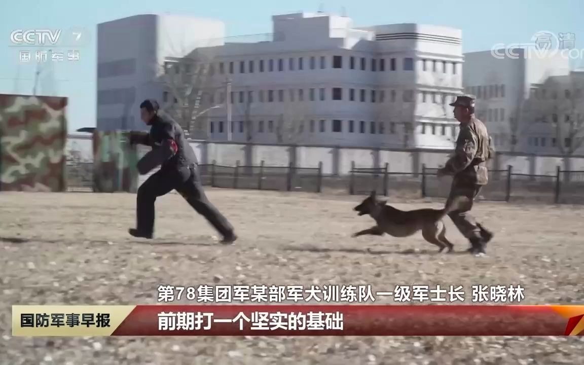 全军军犬专业士兵技师资格鉴定展开 指哪儿打哪儿 考验人犬协同配合哔哩哔哩bilibili