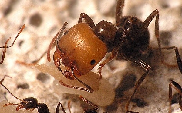 原生收获蚁喂食面包虫