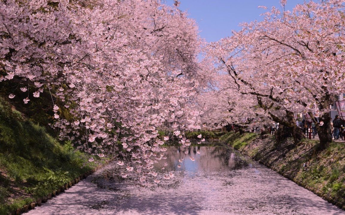 日本有名的樱花景点图片