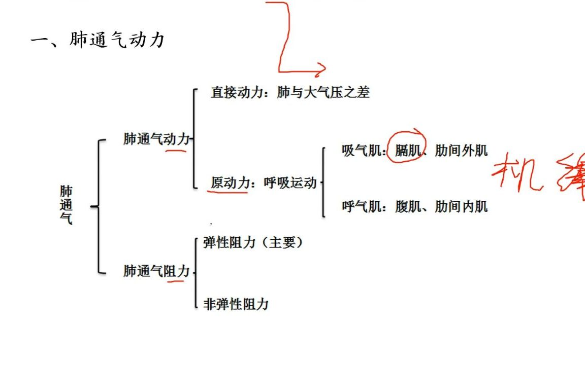 [图]生理5-呼吸系统