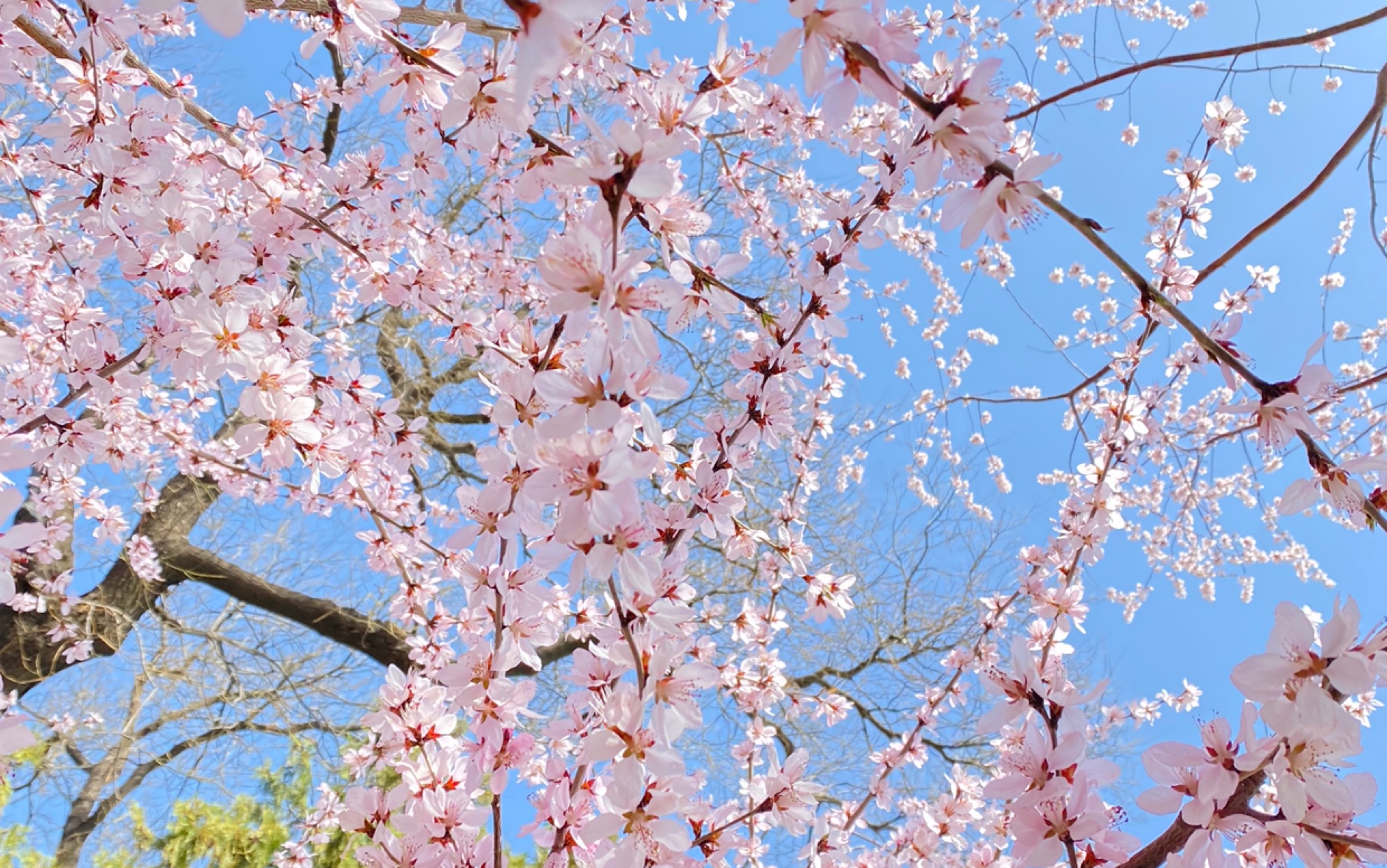 [图]颐和园春景图 十里桃花 游人如织