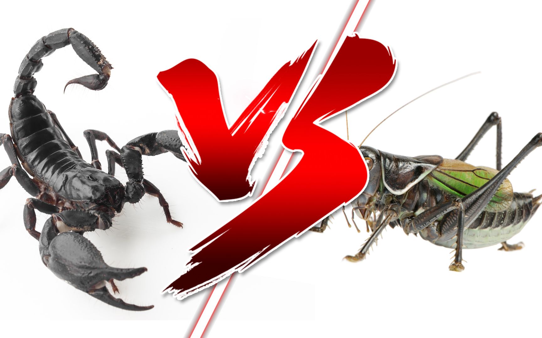 当蝈蝈面对蝎子蝎子会有什么下黑手的表现