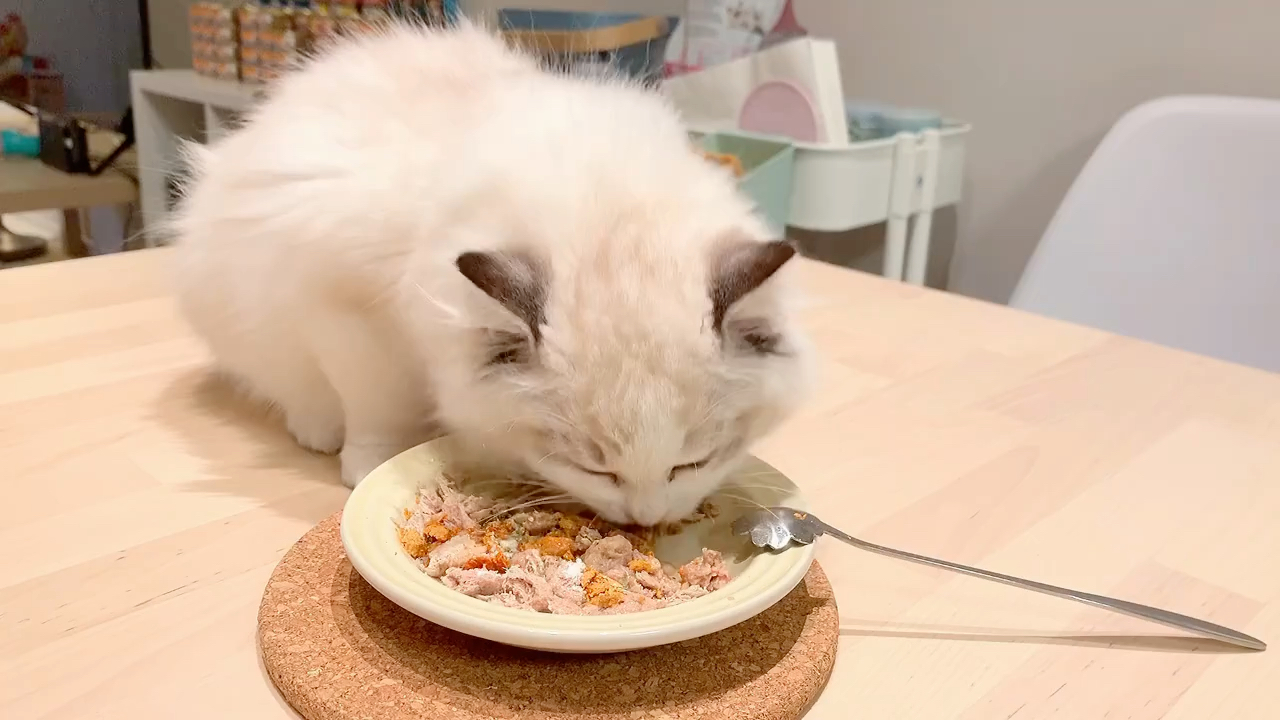 vlog|小猫咪干饭王