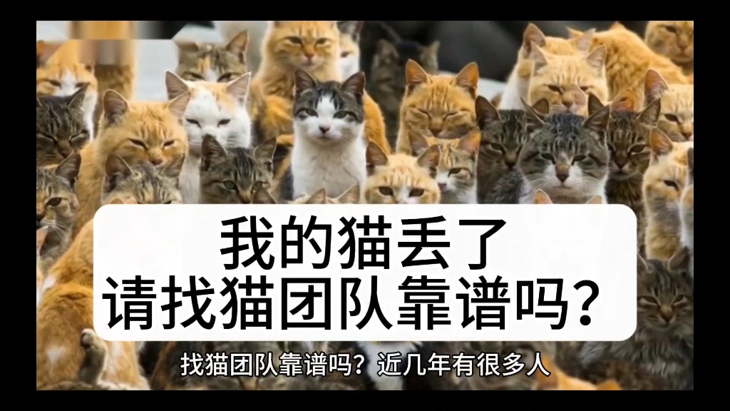 找猫团队靠谱吗?找猫团队收费价格,寻猫团队靠谱吗?寻猫团队收费价格,寻宠团队靠谱吗?寻宠团队收费价格,宠物侦探靠谱吗?宠物侦探收费价格,找...