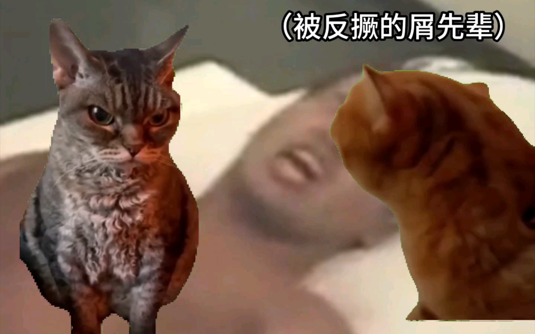 [图]猫猫的仲夏夜银梦