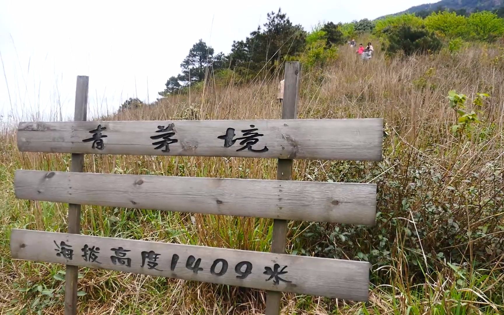 在贵溪青茅境,珍稀的红豆杉随处可见,而且还要小心醉氧啊_哔哩哔哩