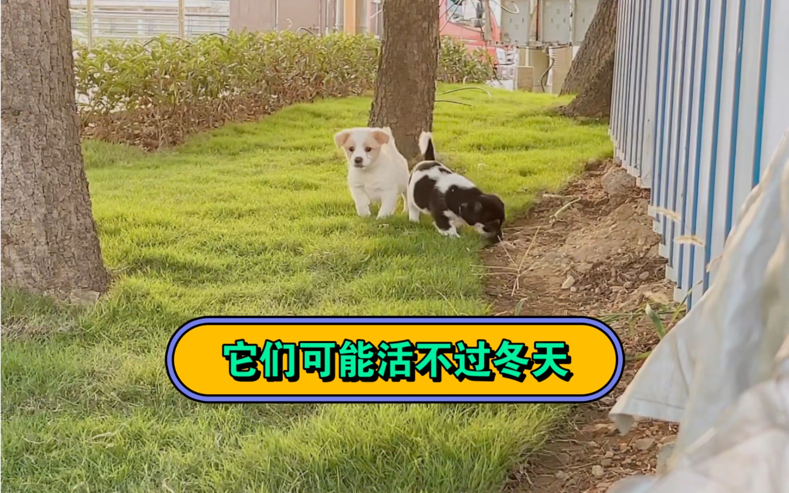 谁能救救它们?哔哩哔哩bilibili