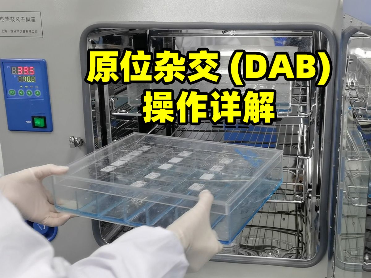 【原位杂交(DAB)】实验操作详解,流程教学 #生物科研&病理实验哔哩哔哩bilibili