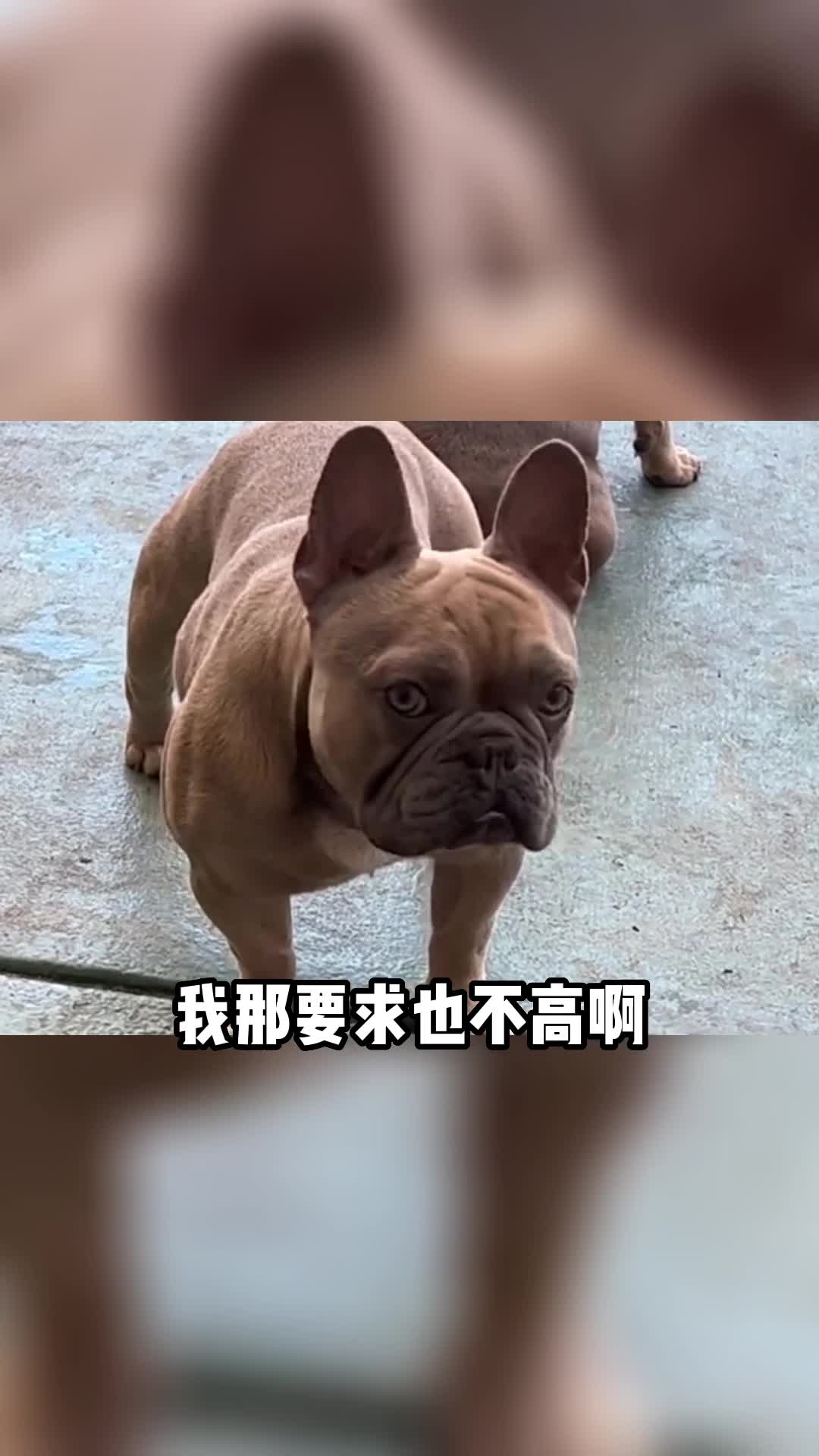 我的要求并不高哔哩哔哩bilibili