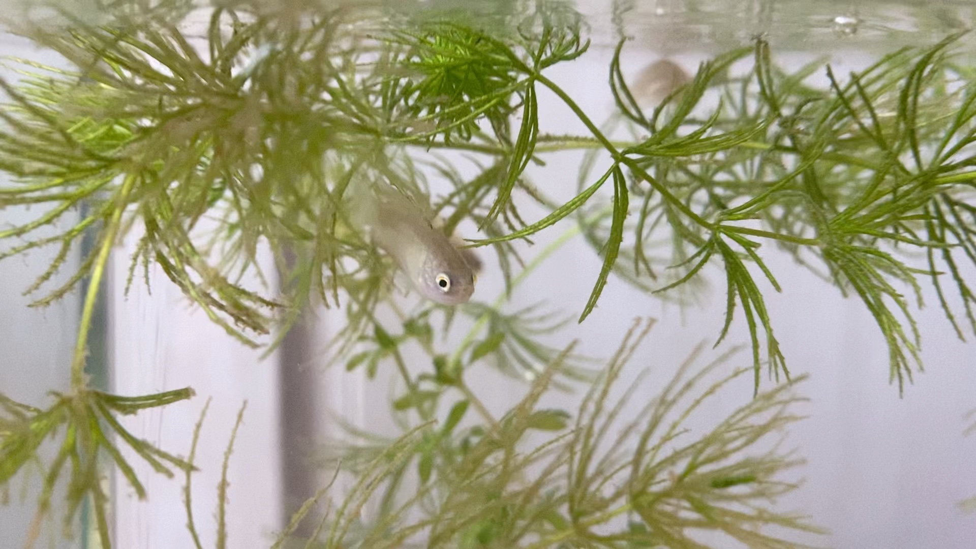 野采的3条圆尾小斗鱼苗