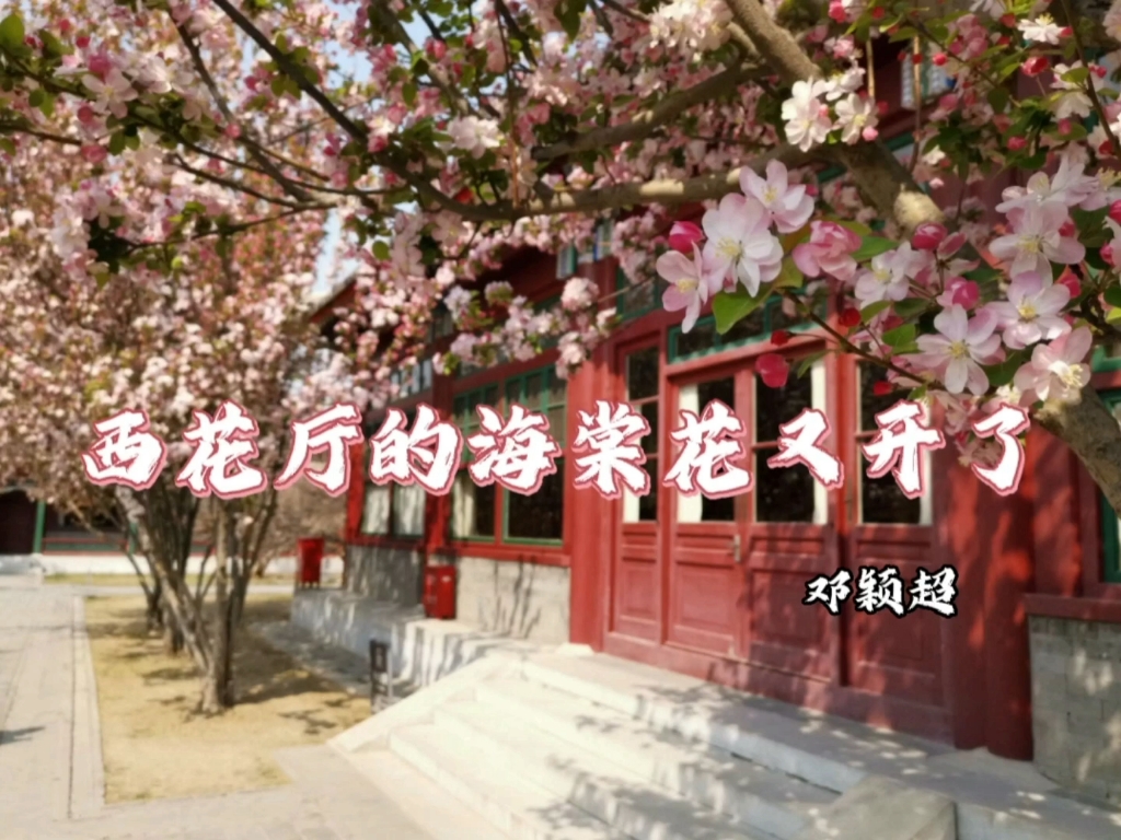 《西花厅的海棠花又开了》(节选)