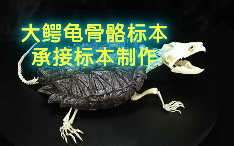 大鳄龟骨骼标本