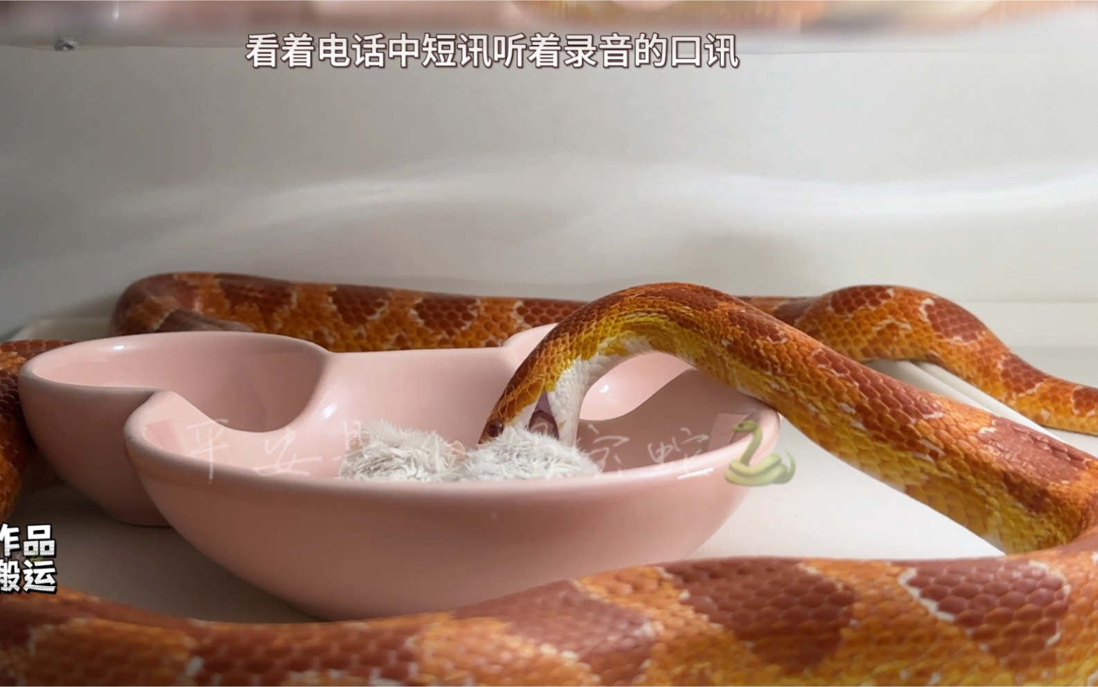 温柔派蛇蛇吃饭,可能和你想的不太一样捏