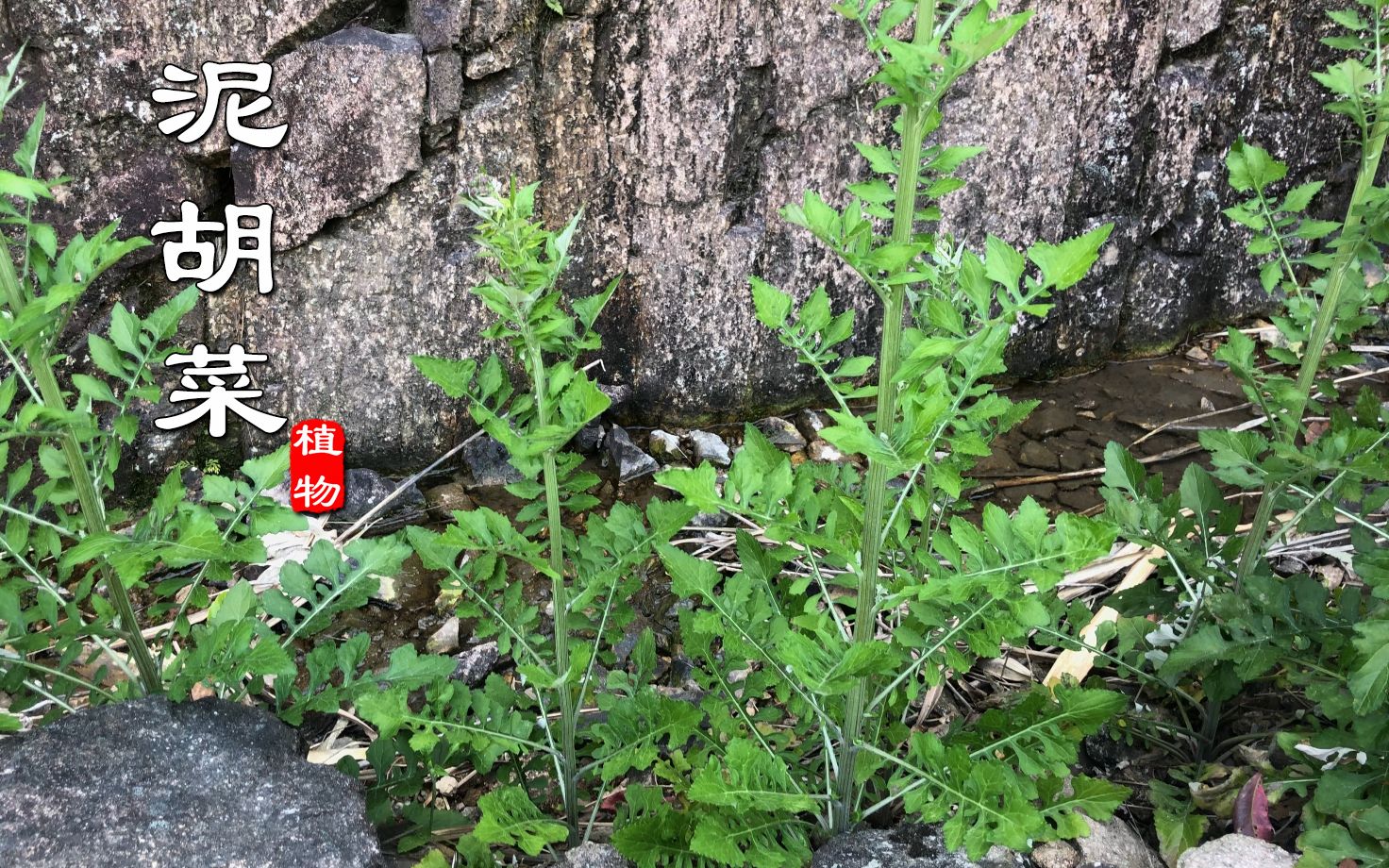 路边成片生长“泥胡菜”,它可是好东西!在江浙深受欢迎,认识吗哔哩哔哩bilibili