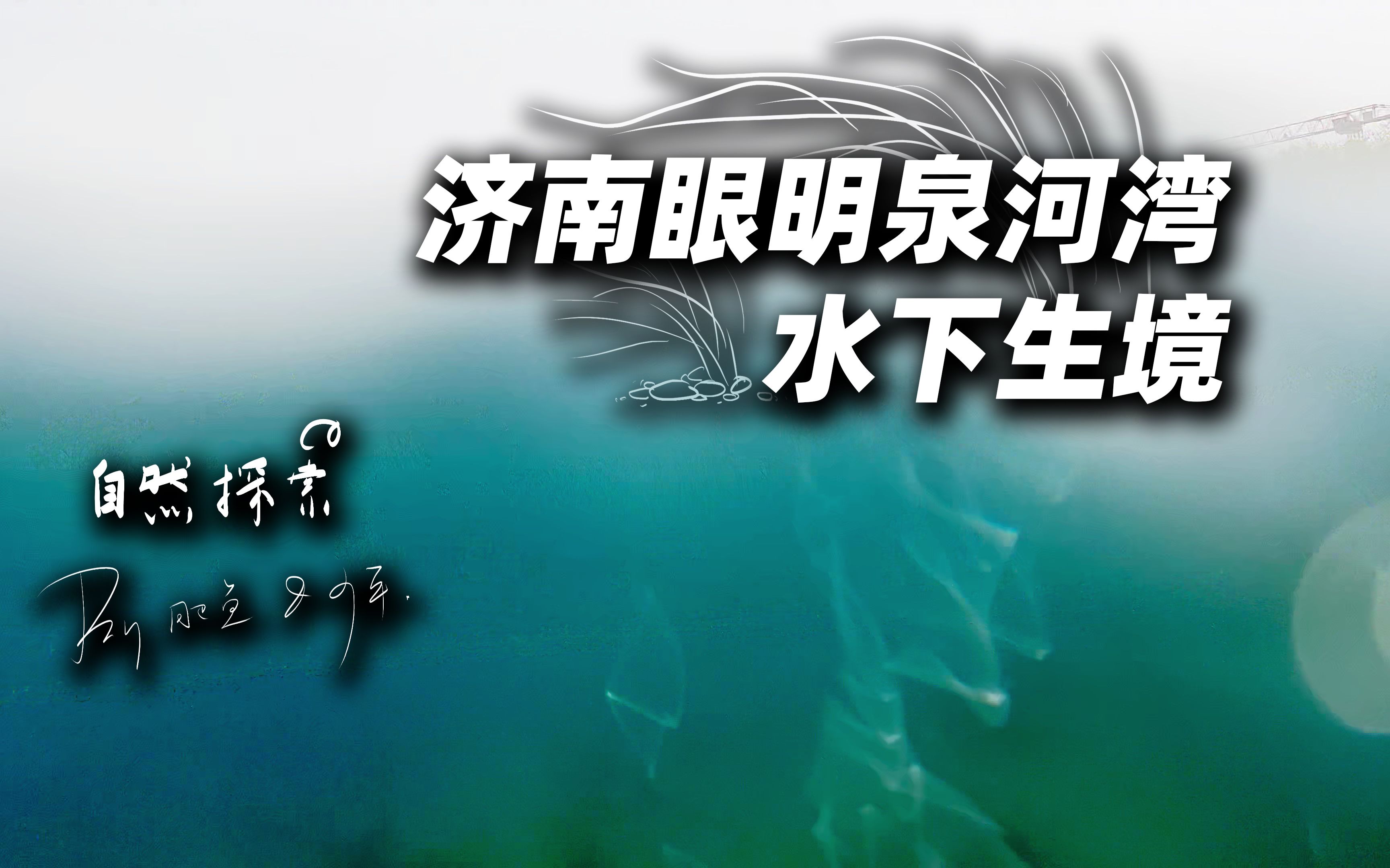 水下摄影 | 就拍公园的水下,就问你好奇不?探秘济南眼明泉泉群河湾水下生境哔哩哔哩bilibili