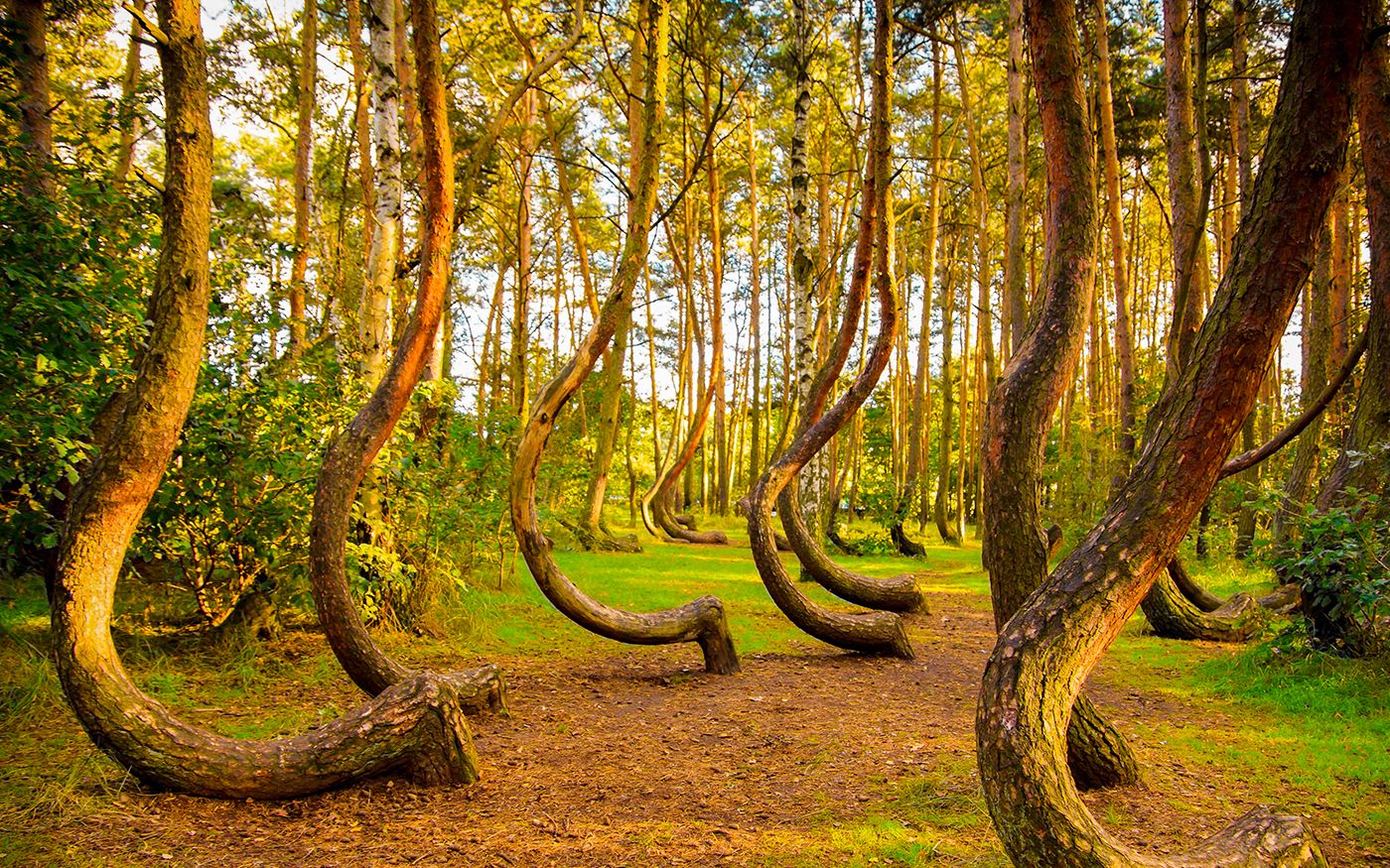 货真价实的歪脖子树,先贴地后90度向上生长,至今仍是未解之谜_哔哩