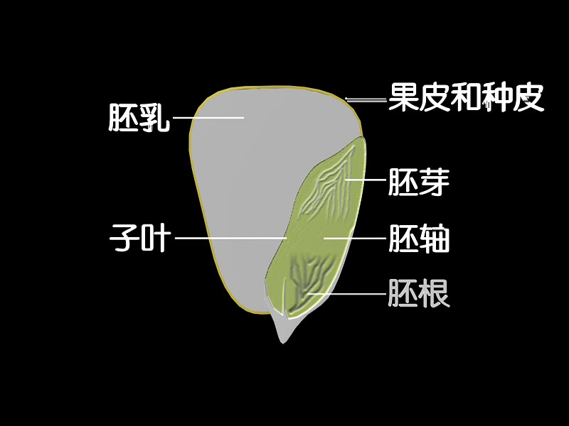 [图]玉米种子（果实）的结构