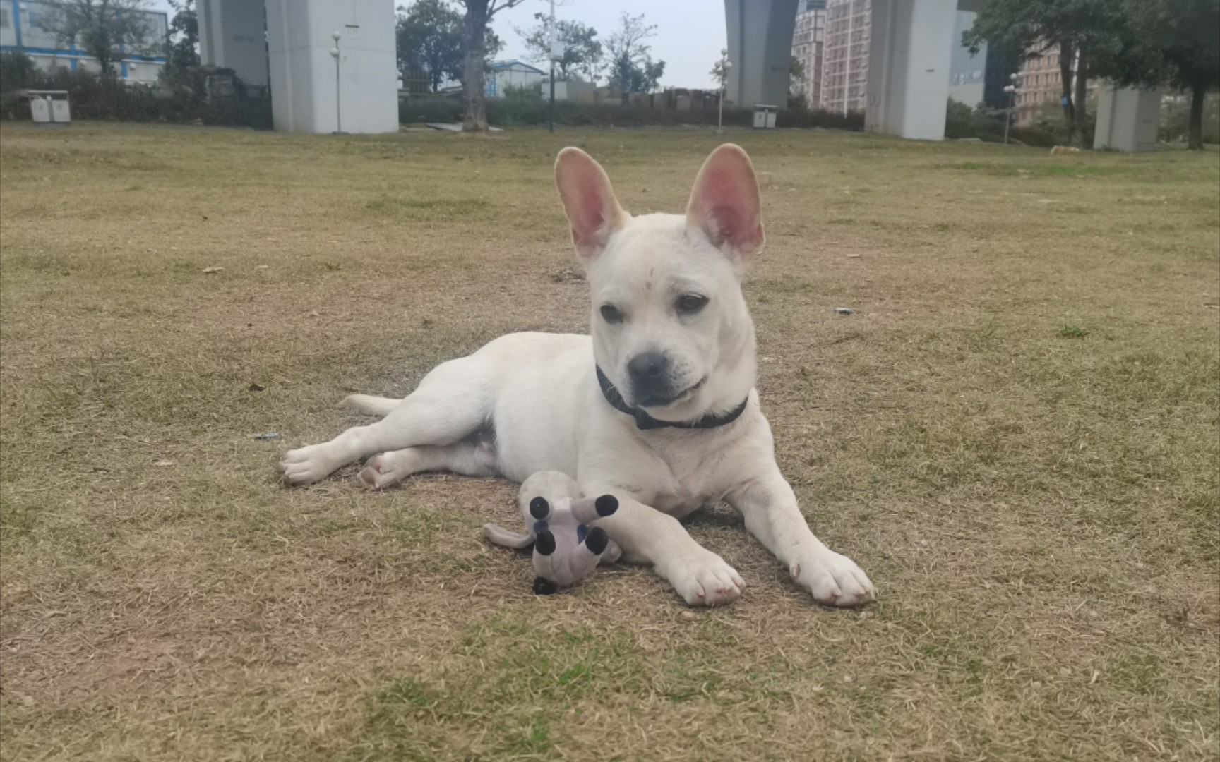流浪小狗狗-法斗串,等领养
