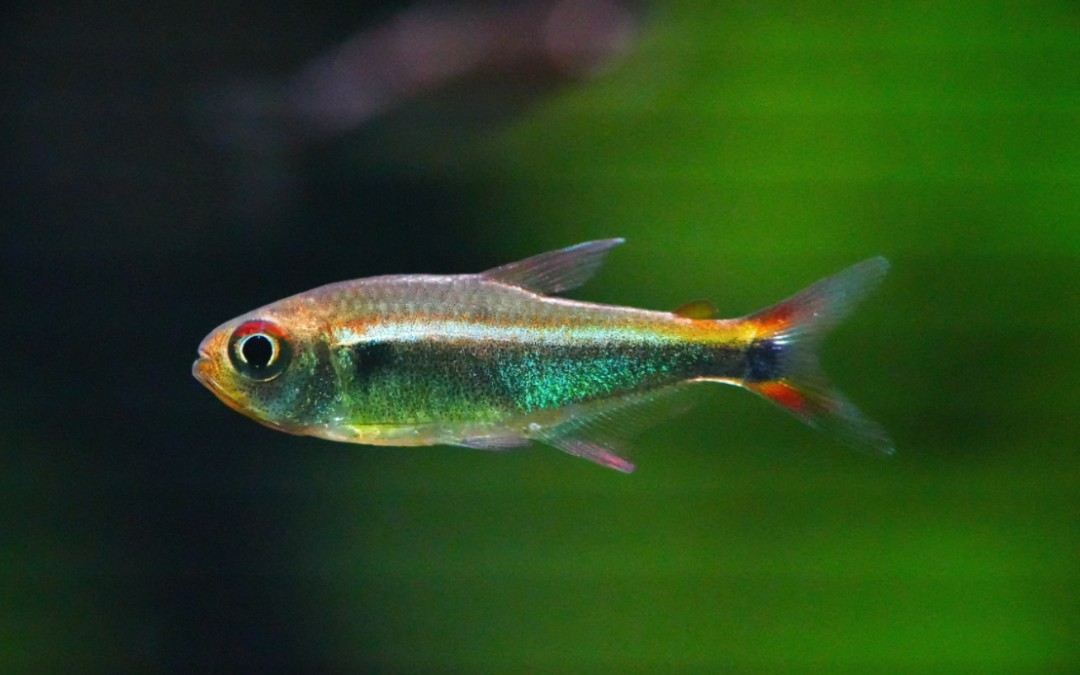 南美灯鱼——幻彩蓝帝王