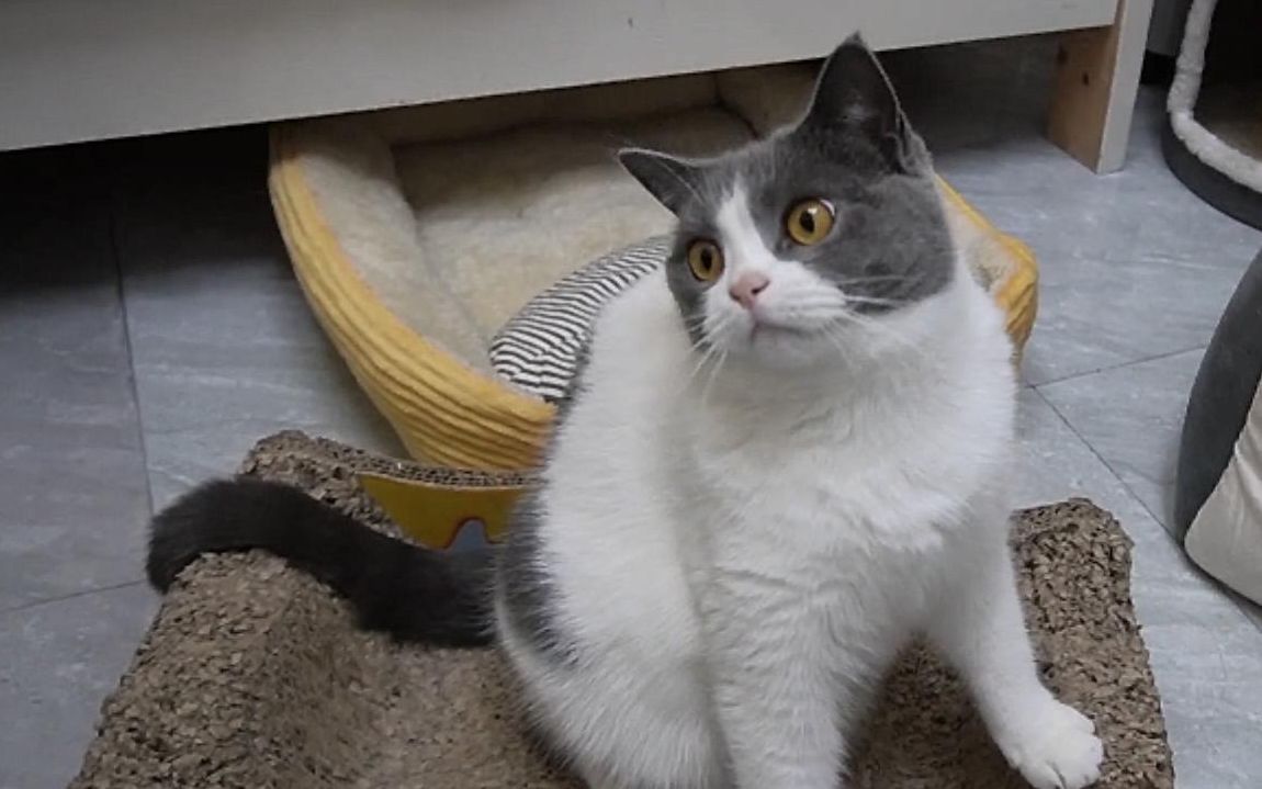 小猫咪的摇头杀:我是一个没得感情的摇头机器!