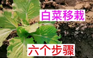 Download Video: 白菜移栽时注意这六个步骤，返苗快，长的旺