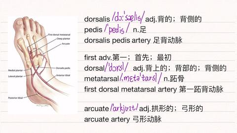 医学英语 每天3分钟 足的动脉 2 哔哩哔哩