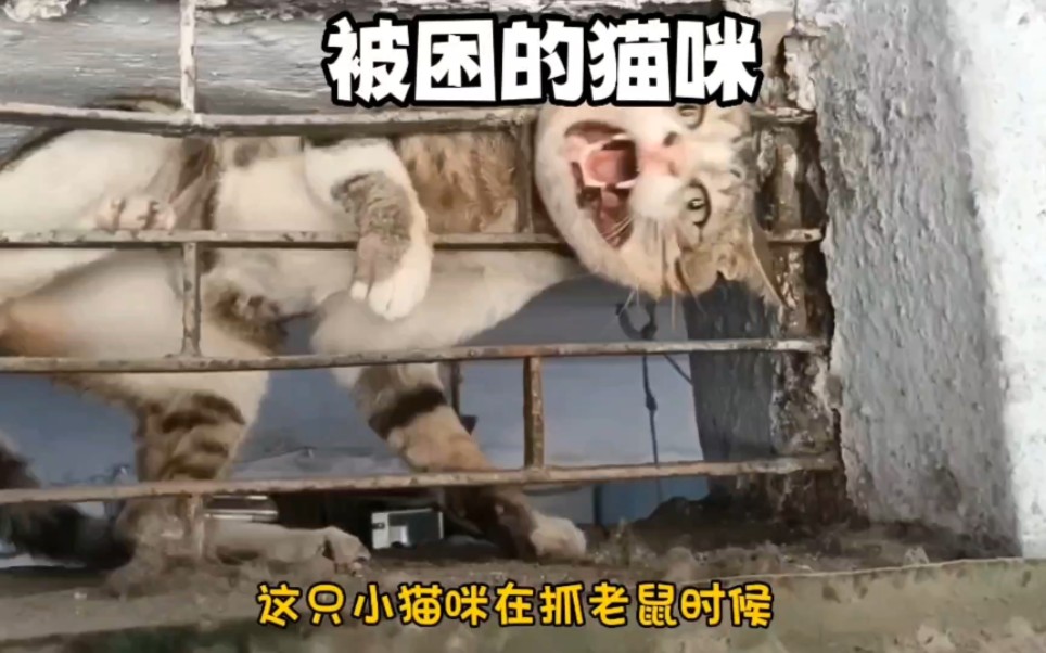 可怜的小猫咪被困窗户铁框哔哩哔哩bilibili