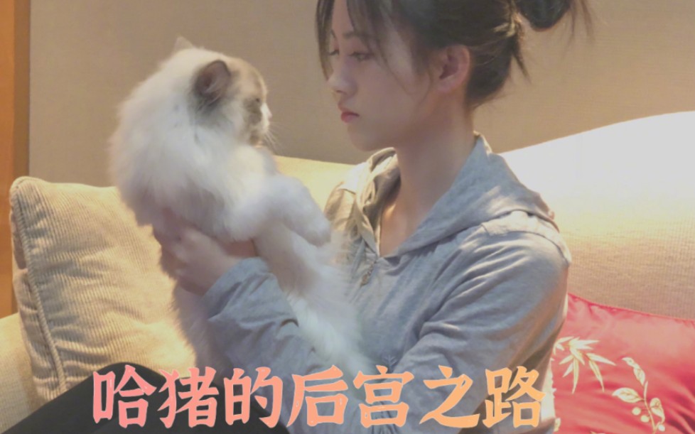 【鞠婧祎】哈猪的后宮之路 ll 又名 嘻嘻逆袭记ll这么多年的情爱 终究是错付了