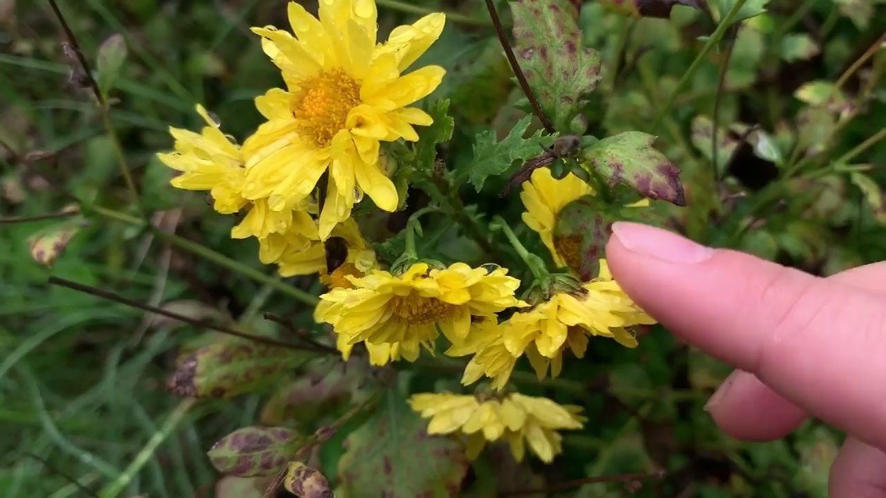 校园植物大赏当完全花遇到不完全花哔哩哔哩bilibili