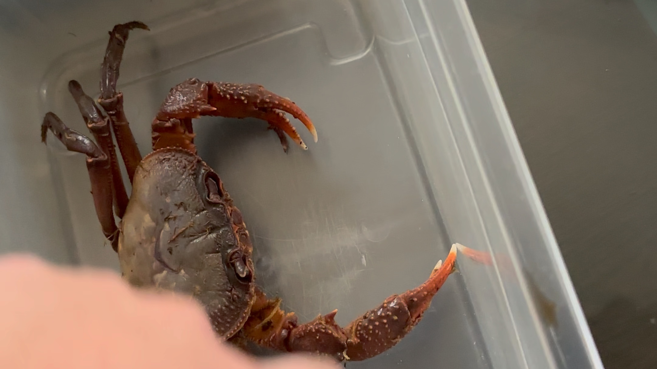 8 印支溪蟹到货