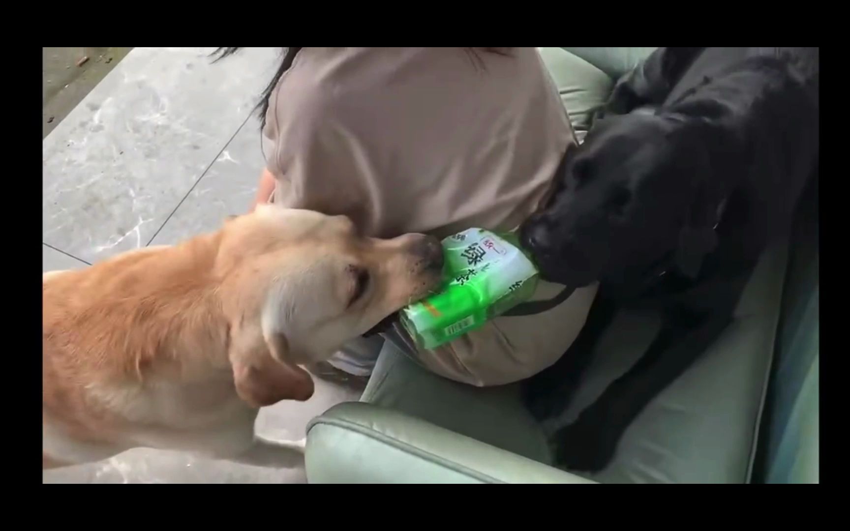 两只单身狗为了个绿茶值得么