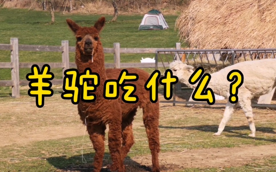 羊驼吃什么-大连三寰牧场的羊驼萝卜白菜都喜爱,胃口好不挑食