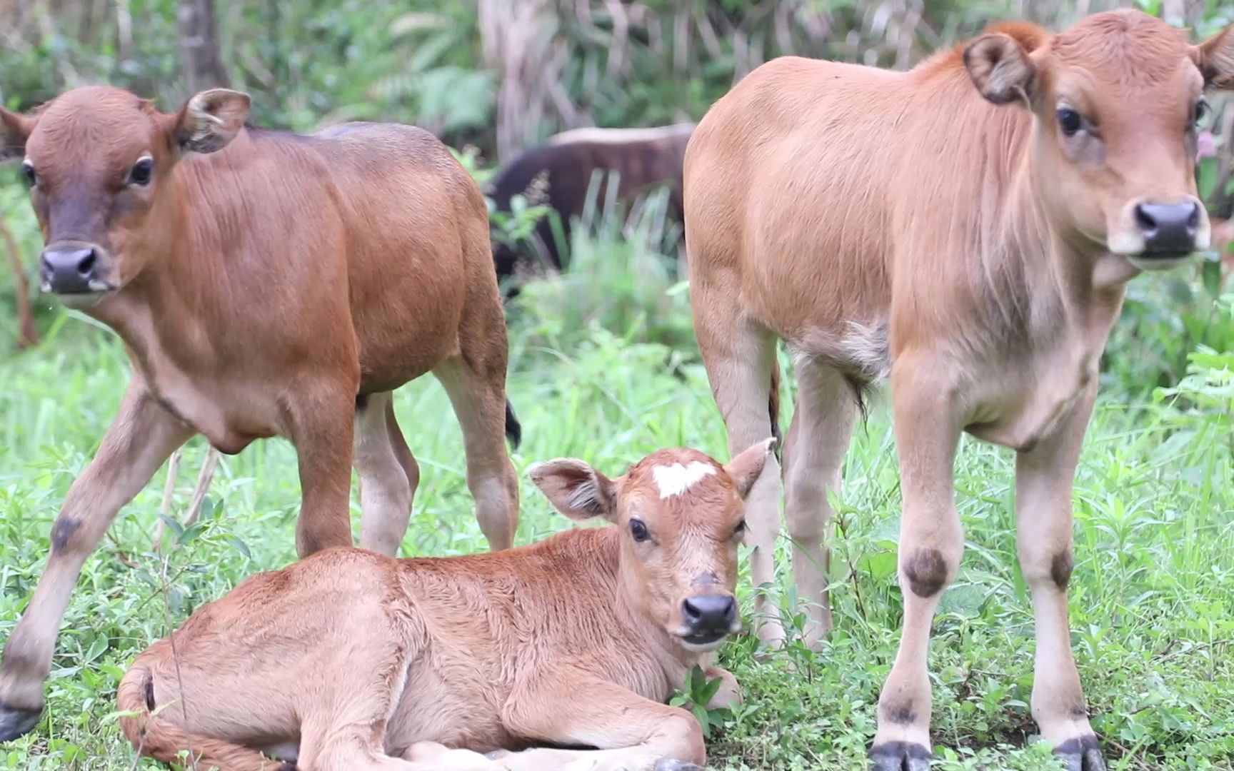 都说初生牛犊不怕虎,这新生的小牛到底有多野?7天就可是练腿了!