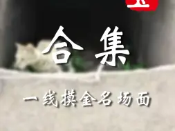 论那些个“倒斗”名场面