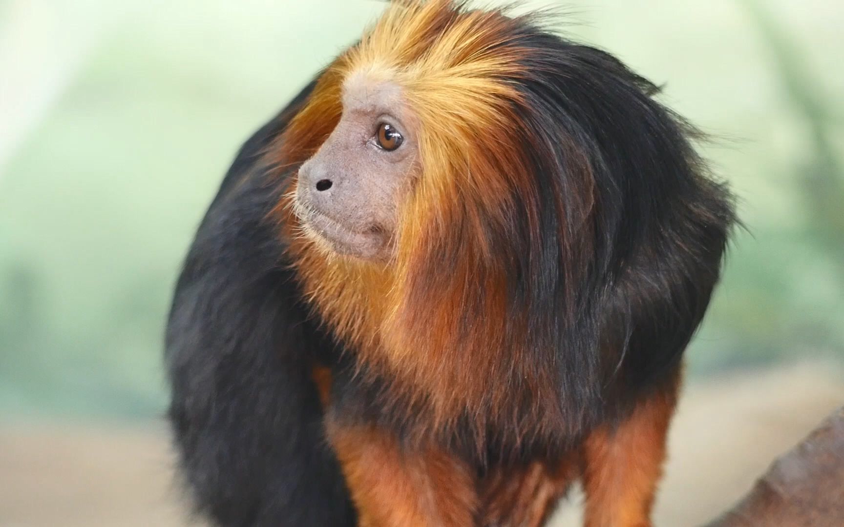 全站最清晰的金头狮狨-稀有灵长类动物