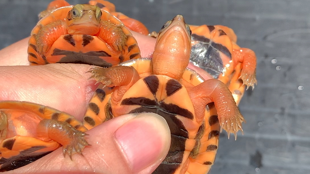 越南大米底金钱龟