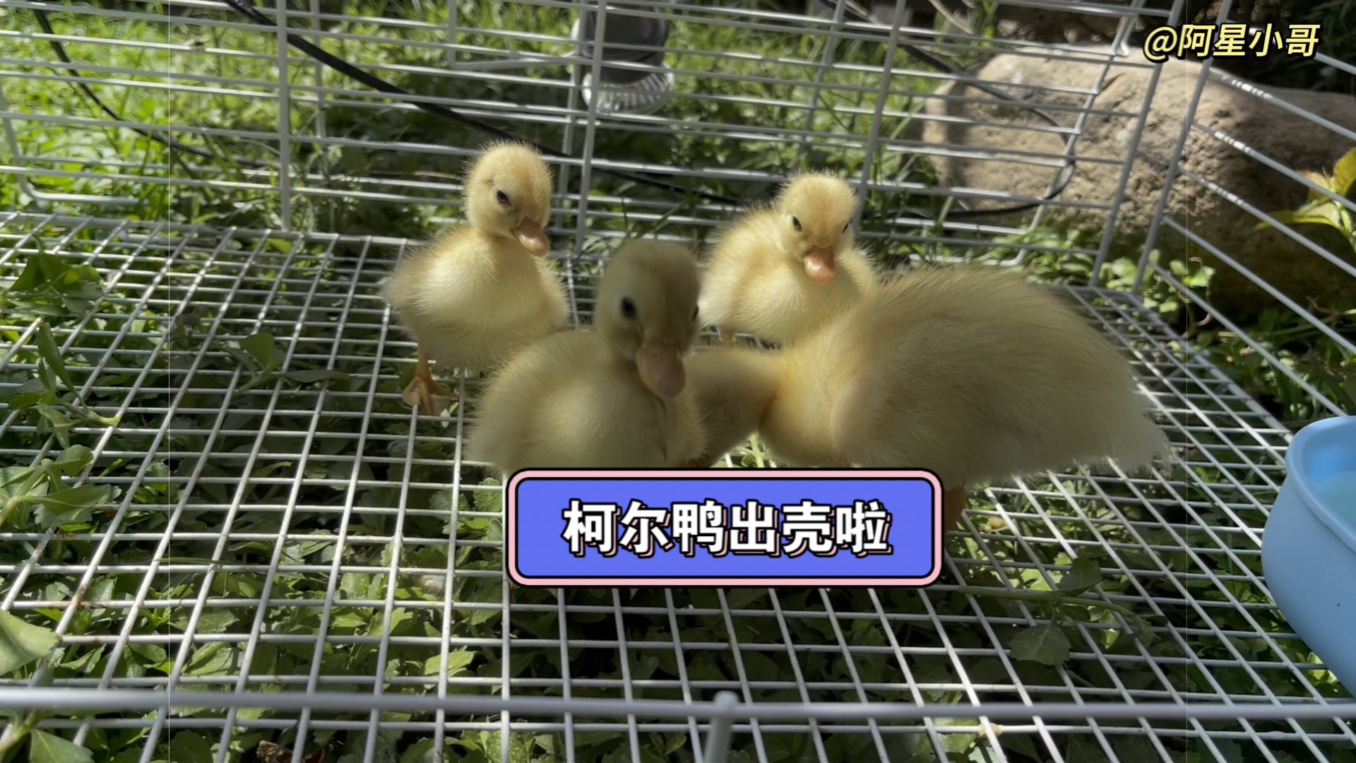 2024年第一批的柯尔鸭出壳啦