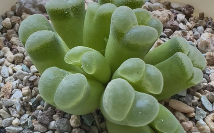 绿绿的一群也可以很可爱,很漂亮#风铃玉 #多肉度夏 耐高温适合夏天