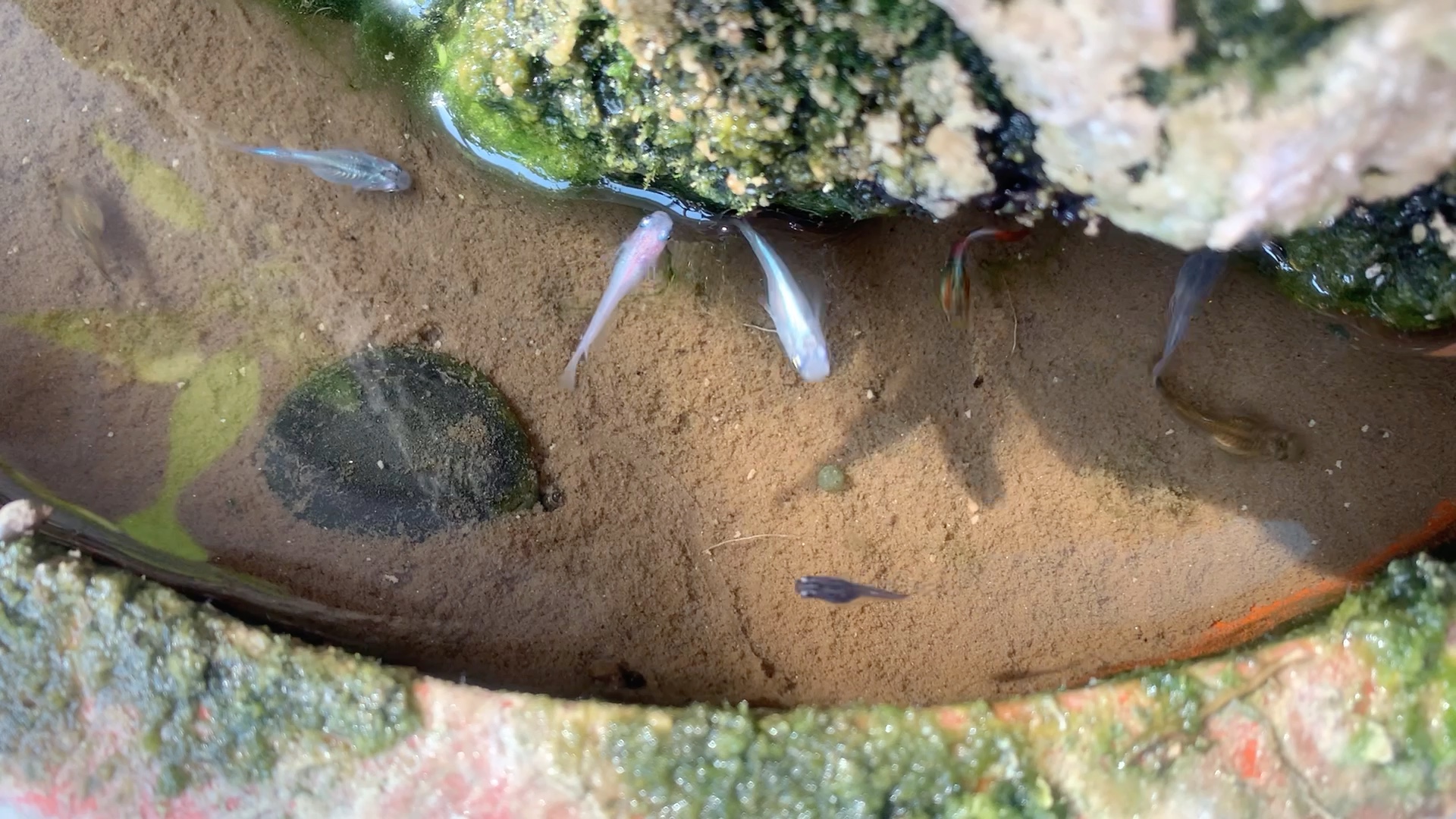 心大混養——觀背青鱂&孔雀魚