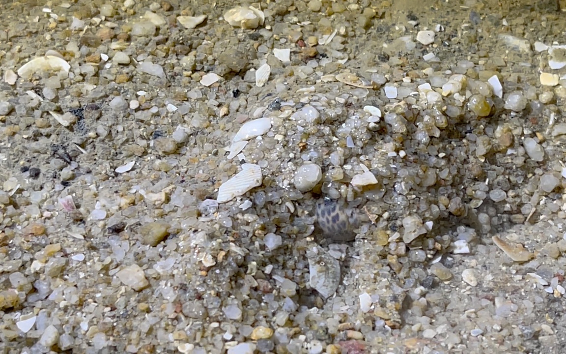 豹斑玉螺潜砂全记录
